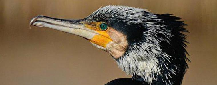 Сигнал за заплетени в рибарски мрежи корморани в морето край Камен бряг е постъпил в РИОСВ