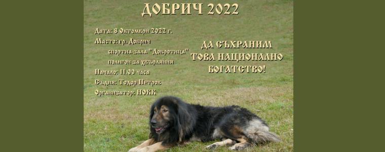 Национална изложба на каракачански кучета днес в Добрич