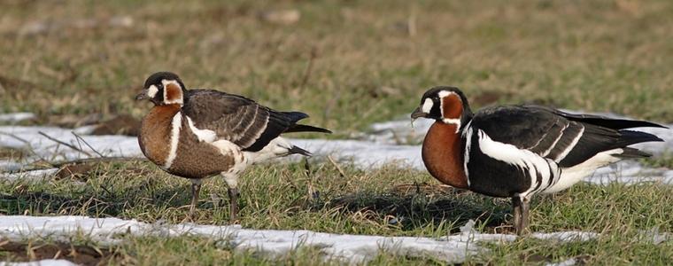 В Шабла ще се проведе зимен фестивал, посветен на червеногушата гъска