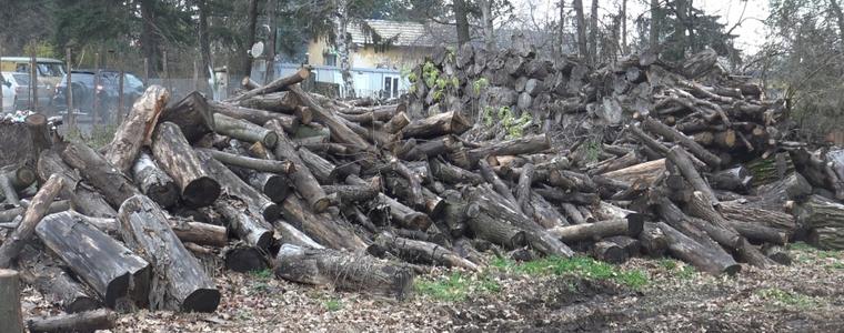 2,5 пъти повече дърва предостави СИДП на населението сравнение с миналата година