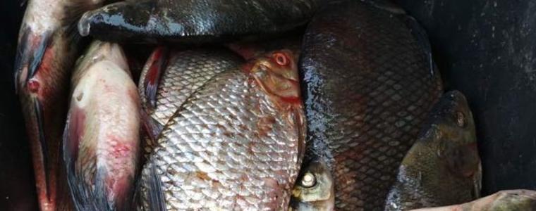 26 кг. незаконно уловена риба е установена при проверка на езеро Шабла