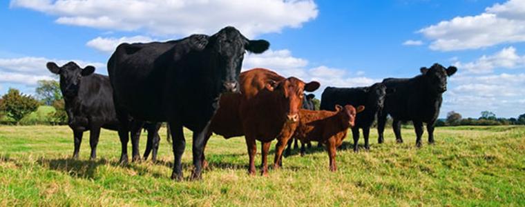 Блек Ангъс бейби бум в стопанството на „Еко Агро“ край Балчик