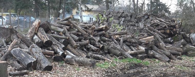 Заявки за в пъти по-големи количества дърва за огрев изпълнява тази зима ДГС – Добрич  (ВИДЕО)