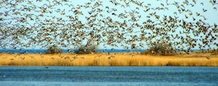  Два пожара са възникнали в първите два дни на годината в защитена местност „Шабленско езеро” 
