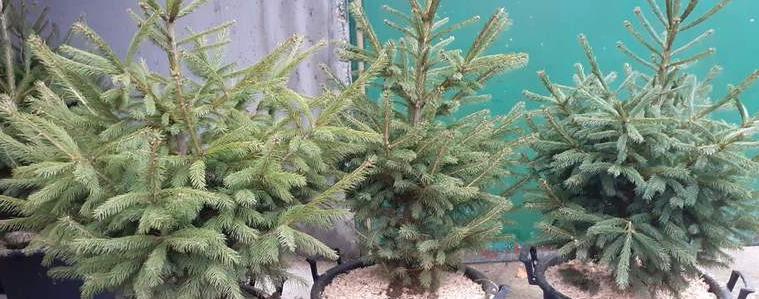 Над 750 елхи продадоха стопанствата от СИДП