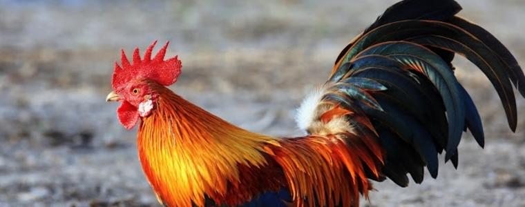 Днес е Петльовден