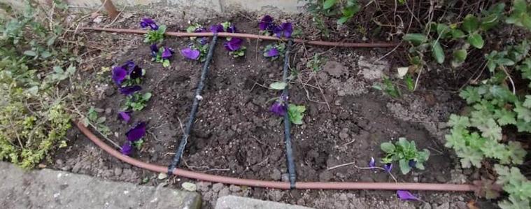 Неизвестни са изкоренили около 40 броя теменужки  в центъра на града