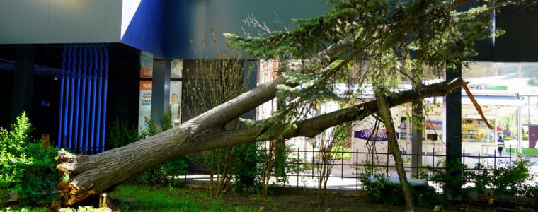 Голямо дърво падна в центъра на Добрич (СНИМКИ)
