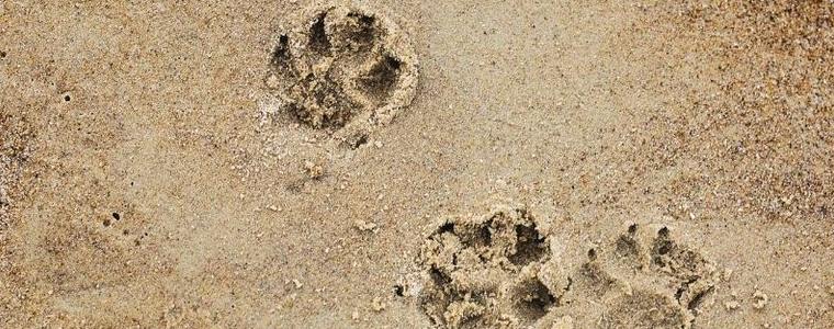 Глоба до 500 лв. за куче на варненския плаж