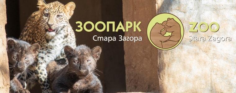 Леопард избяга от зоопарка в Стара Загора, евакуираха посетителите за кратко