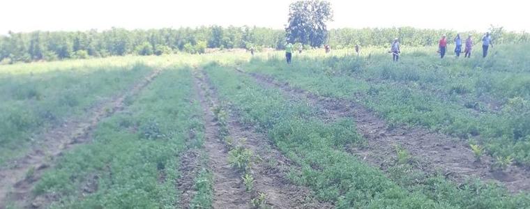 171 декара с нови гори ще бъдат засадени тази година в ДЛС-Тервел