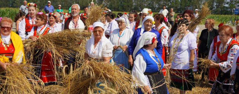 Зажънаха лимеца в Гурково и го завъртяха на „Добруджански харман“ (ВИДЕО и СНИМКИ)