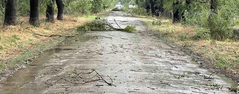  Паднали дървета и счупени клони след излелия се дъжд в областта