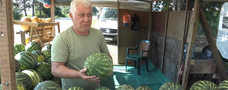 По-слаба реколта, но по-сладки дини тази година в Добруджа (ВИДЕО)