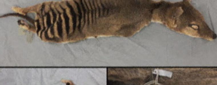 Ще може ли да бъде възкресен изчезналият тасманийски тигър