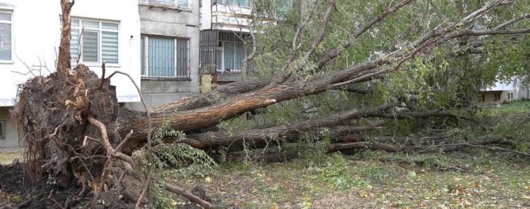 Христо Даскалов: Почистването на паднали дървета изисква време (ВИДЕО)