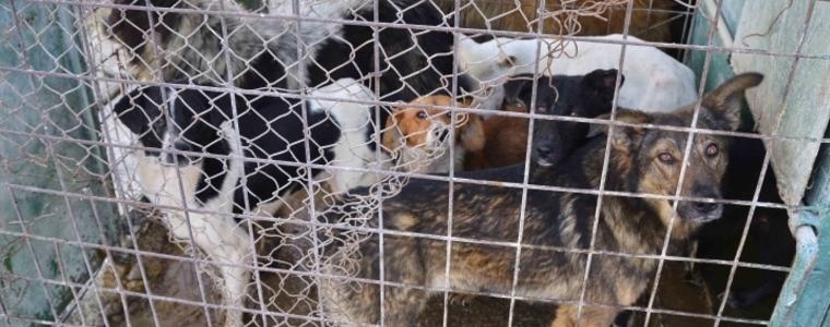 Южна Корея забранява консумацията на кучешко месо