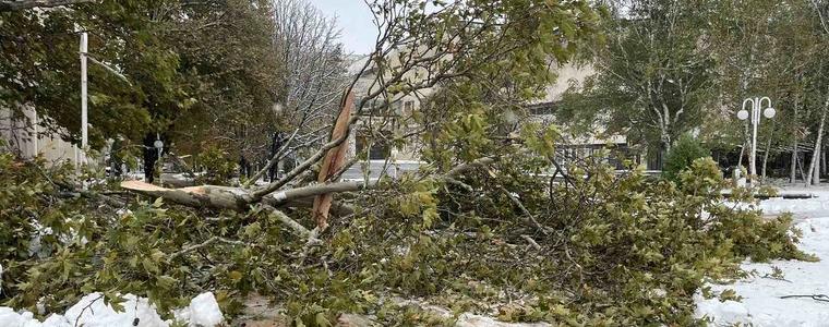 Множество паднали дървета и счупени клони в Добрич (СНИМКИ)