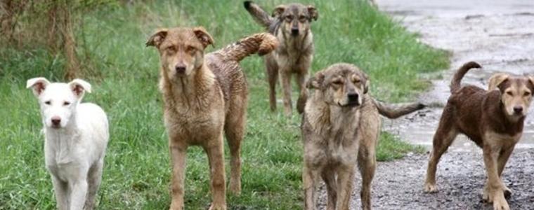 Протест в Истанбул в подкрепа на бездомните кучета