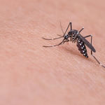 Кирил Контев: Бумът на развитие на комарите в региона ще бъде след около две седмици