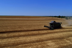 Близо 50% от пшеницата в област Добрич вече е ожъната