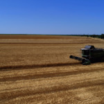 Близо 50% от пшеницата в област Добрич вече е ожъната