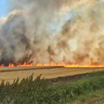 Пожар горя в пшенична нива край Соколово 