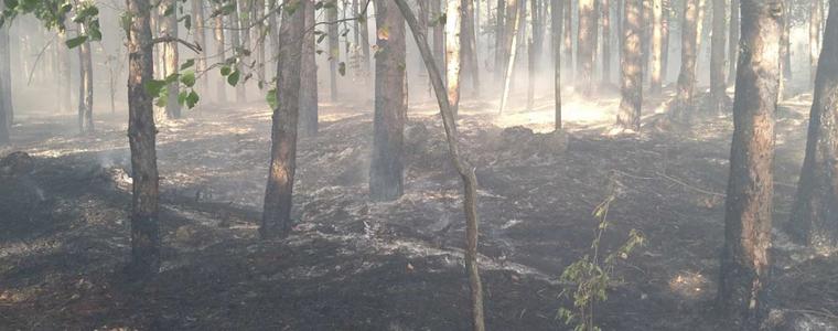 Пожарът в горския масив край село Лозница е локализиран