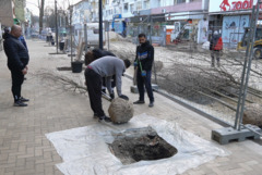 Започна засаждането на нови дървета в центъра на Добрич (ВИДЕО)