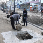 Започна засаждането на нови дървета в центъра на Добрич (ВИДЕО)