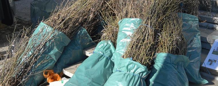 18 000 дръвчета за засаждане ще бъдат раздадени в Добрич от Гората.бг.