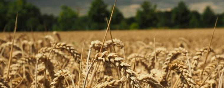 Без промяна са цените на пшеницата по световните борси