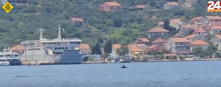 Kит е забелязан в Адриатическо море в района на Дубровник