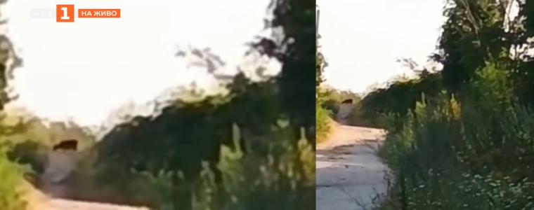 Продължава издирването на черния леопард край Шумен