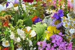 Отново Еньовден в ЕК „Стария Добрич” на 24 юни (АУДИО)