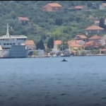 Kит е забелязан в Адриатическо море в района на Дубровник