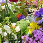 Отново Еньовден в ЕК „Стария Добрич” на 24 юни (АУДИО)