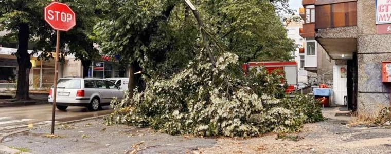 Бурята в Добрич събори клони на дървета