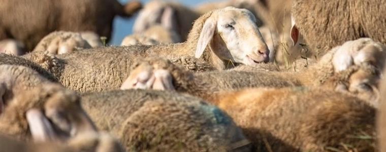 ОДБХ ще провежда засилен контрол във връзка със заболяванията от шарка и чума по дребните преживни животни