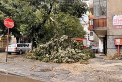 Бурята в Добрич събори клони на дървета