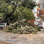Бурята в Добрич събори клони на дървета