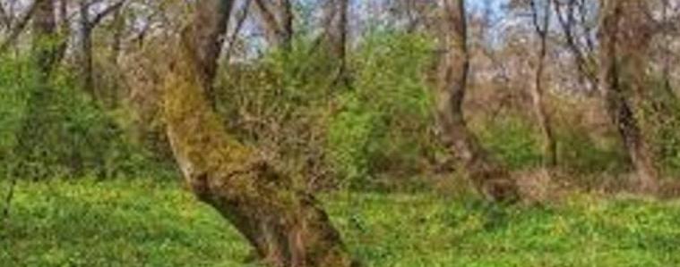 2100 проверки за месец извършиха горските на СИДП
