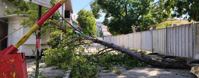 Голям клон на дърво е паднал до бариерата на пазара в Добрич