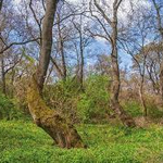 2100 проверки за месец извършиха горските на СИДП