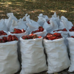 Сезонните зеленчуци родно производство – в по-малки количества и затова по-скъпи (ВИДЕО)