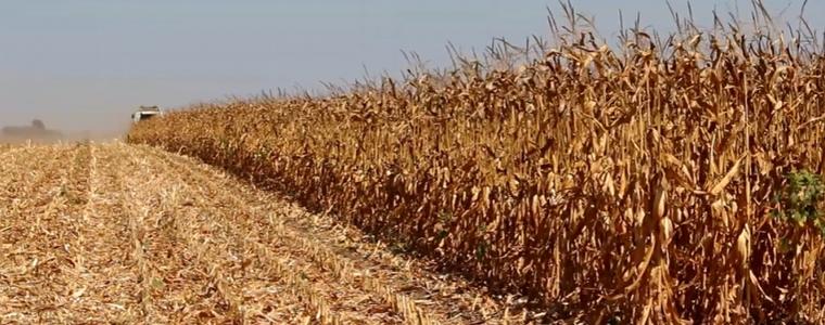 75% от царевицата в област Добрич вече е прибрана