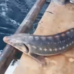 Риболовен кораб от Балчик върна в морето 170-сантиметрова есетра, уловена край Шабла