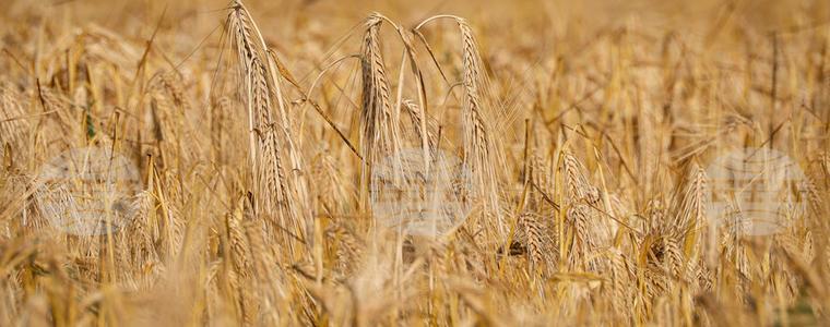 Цената на пшеницата в Европа остава стабилна, в САЩ се покачва през седмицата, отчитат от Софийската стокова борса