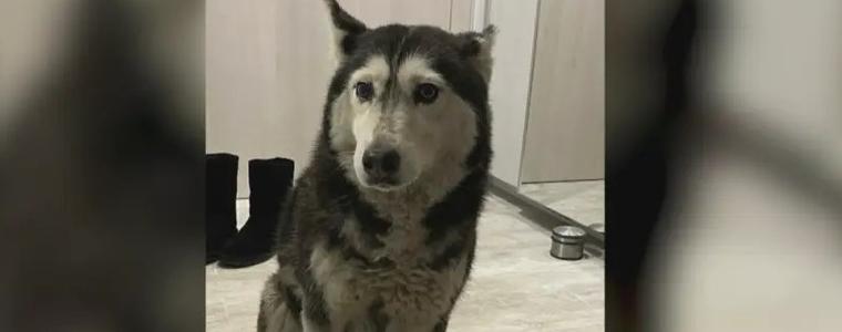 Лекарят-специализант, прегазил кучето Мая, се яви в районното - наложиха му гаранция от 5000 лева