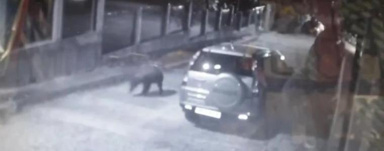 Мечка броди нощем по улиците в Карлово